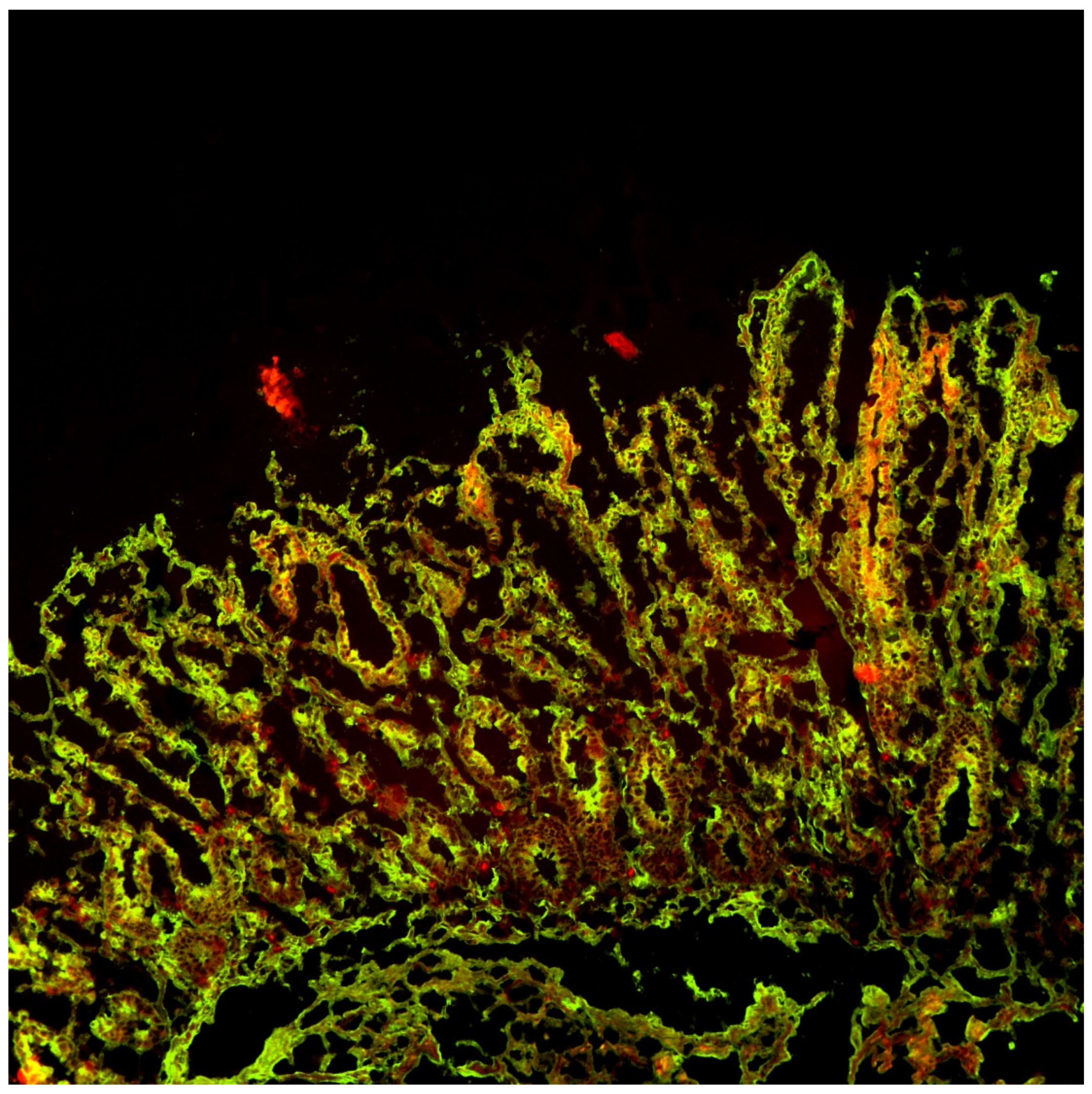 Pediatrrep 14 00037 g004 Pediatrrep 14 00037 g004