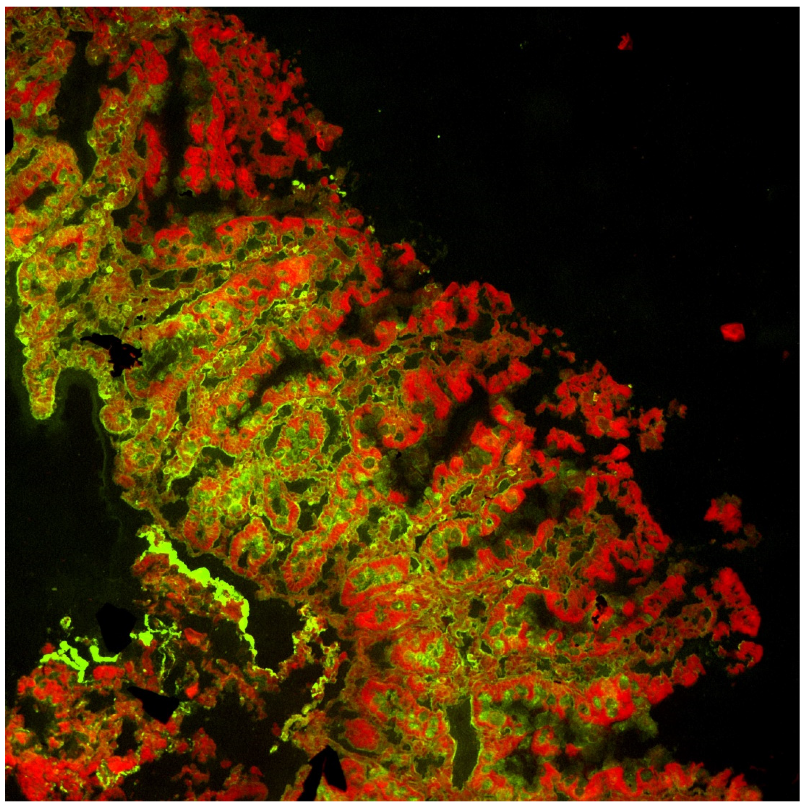 Pediatrrep 14 00037 g005 Pediatrrep 14 00037 g005