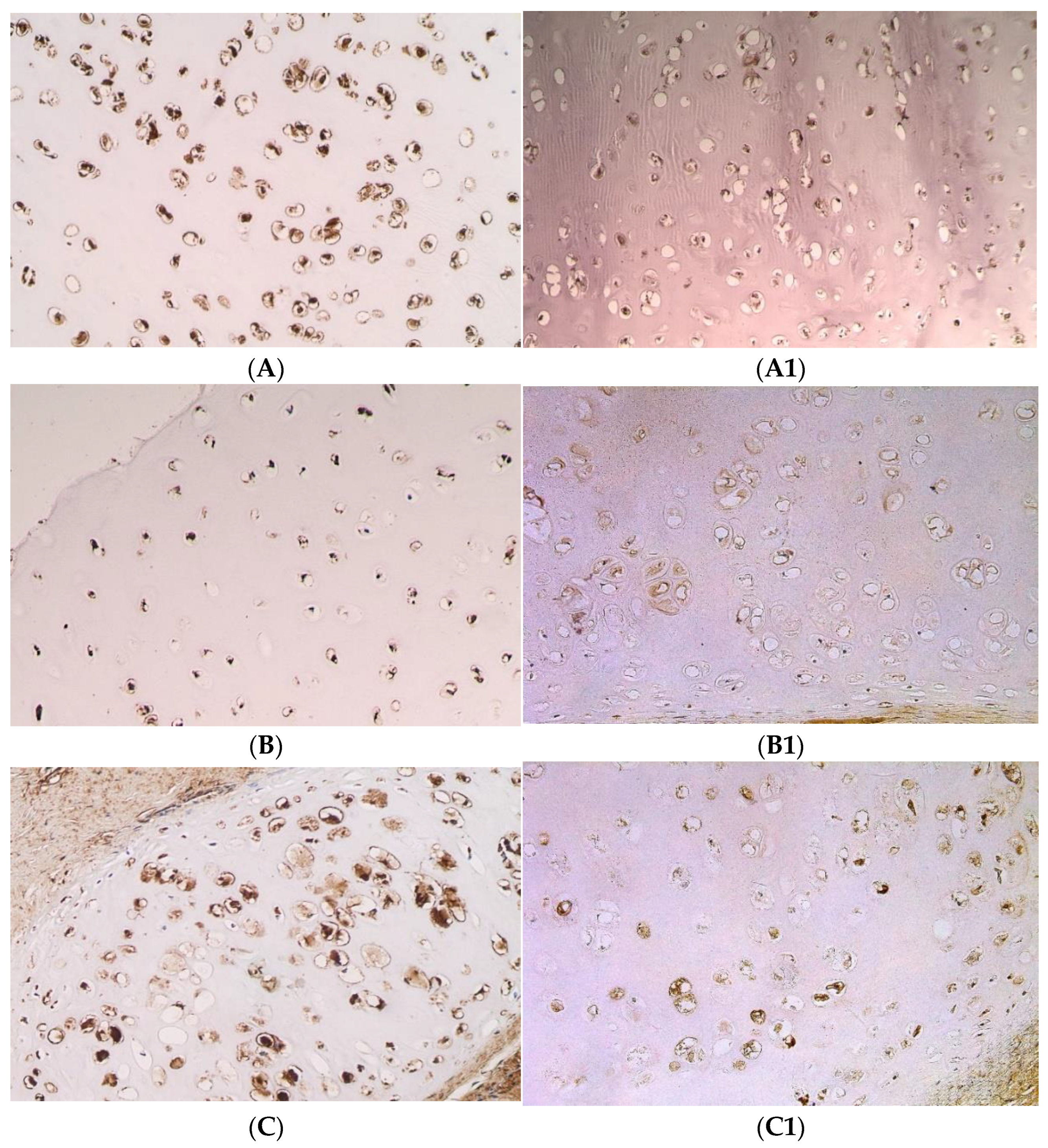 Pediatrrep 14 00050 g002a Pediatrrep 14 00050 g002a