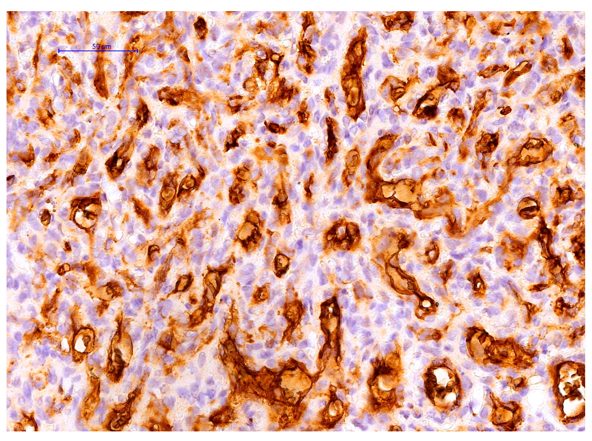 Pediatrrep 17 00013 g004