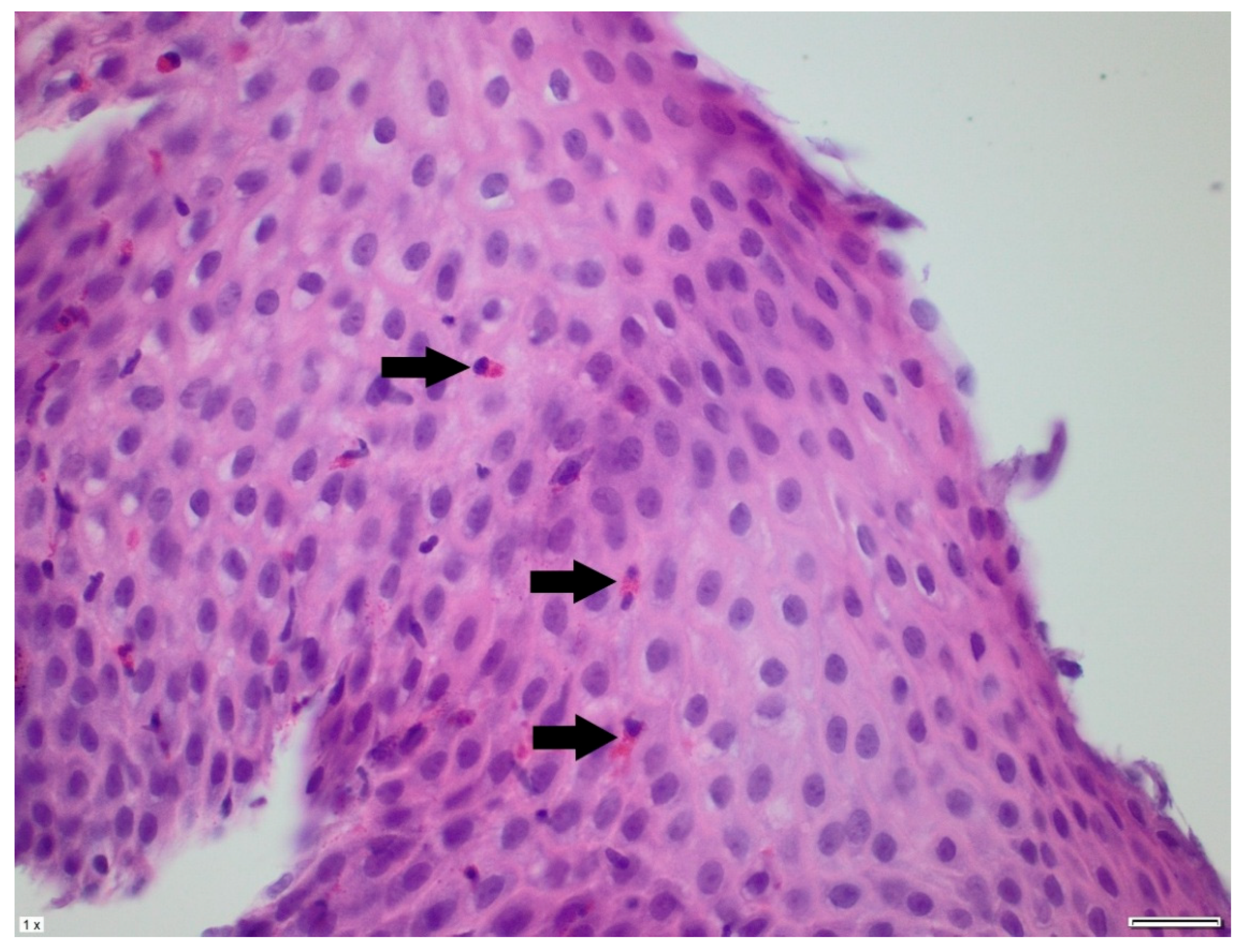 Pediatrrep 17 00080 g004