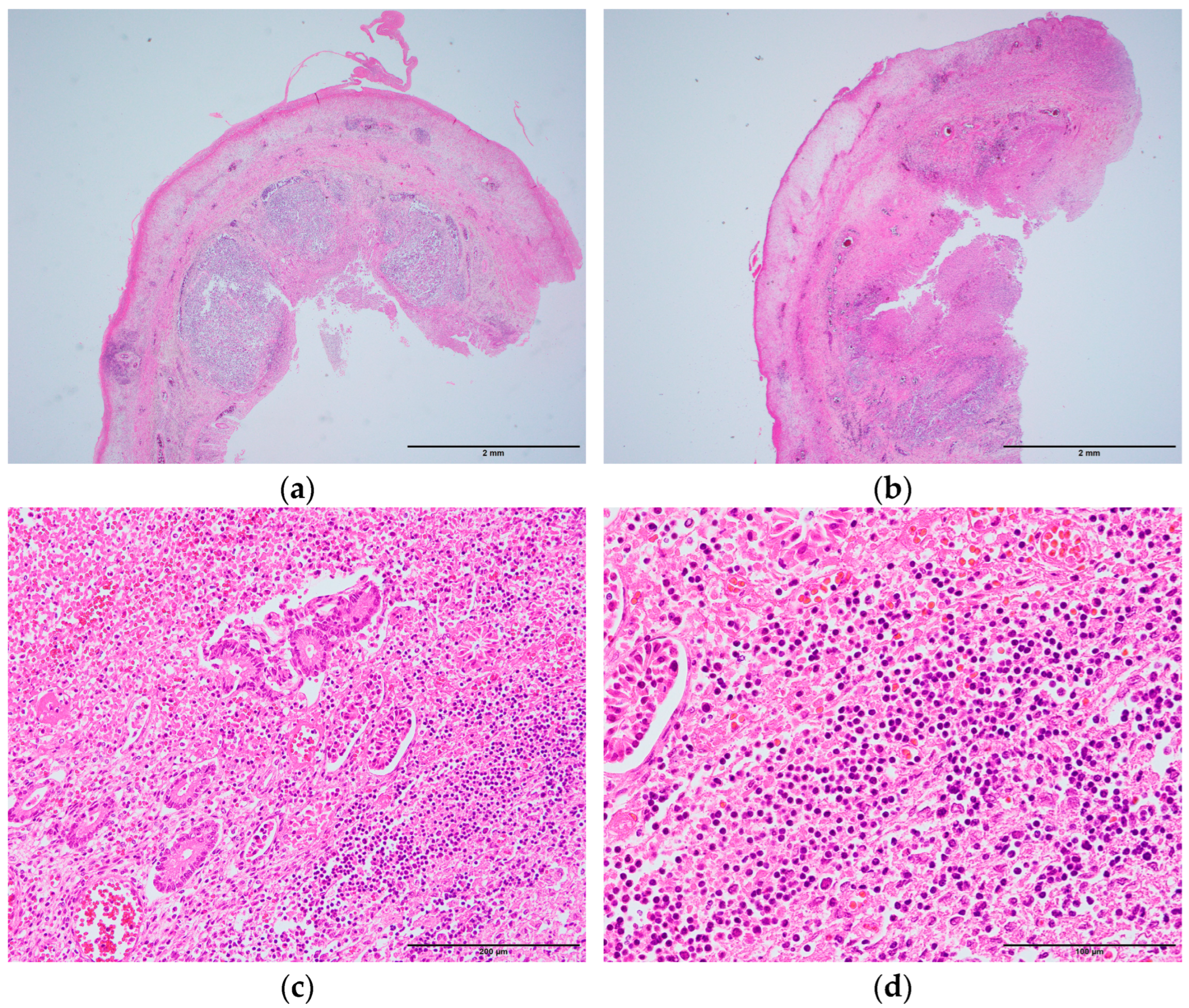 Pediatrrep 17 00096 g003