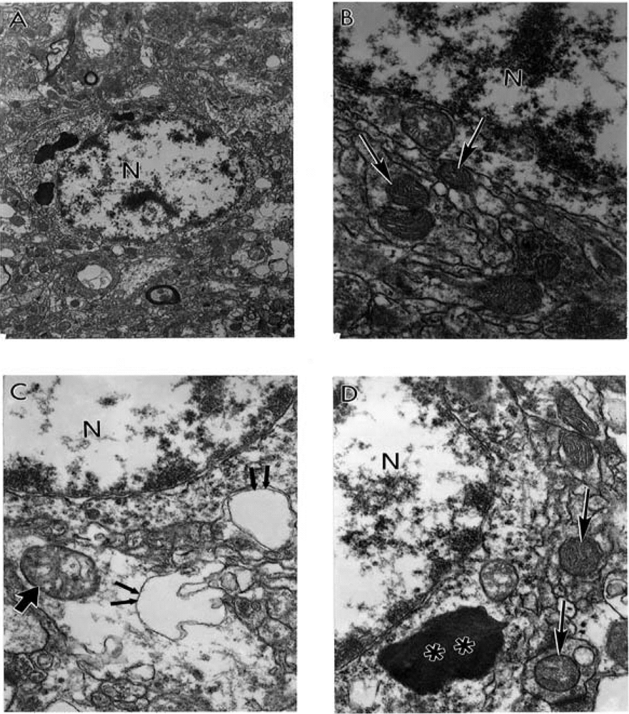 Pharmaceuticals 03 00158 g004 1024