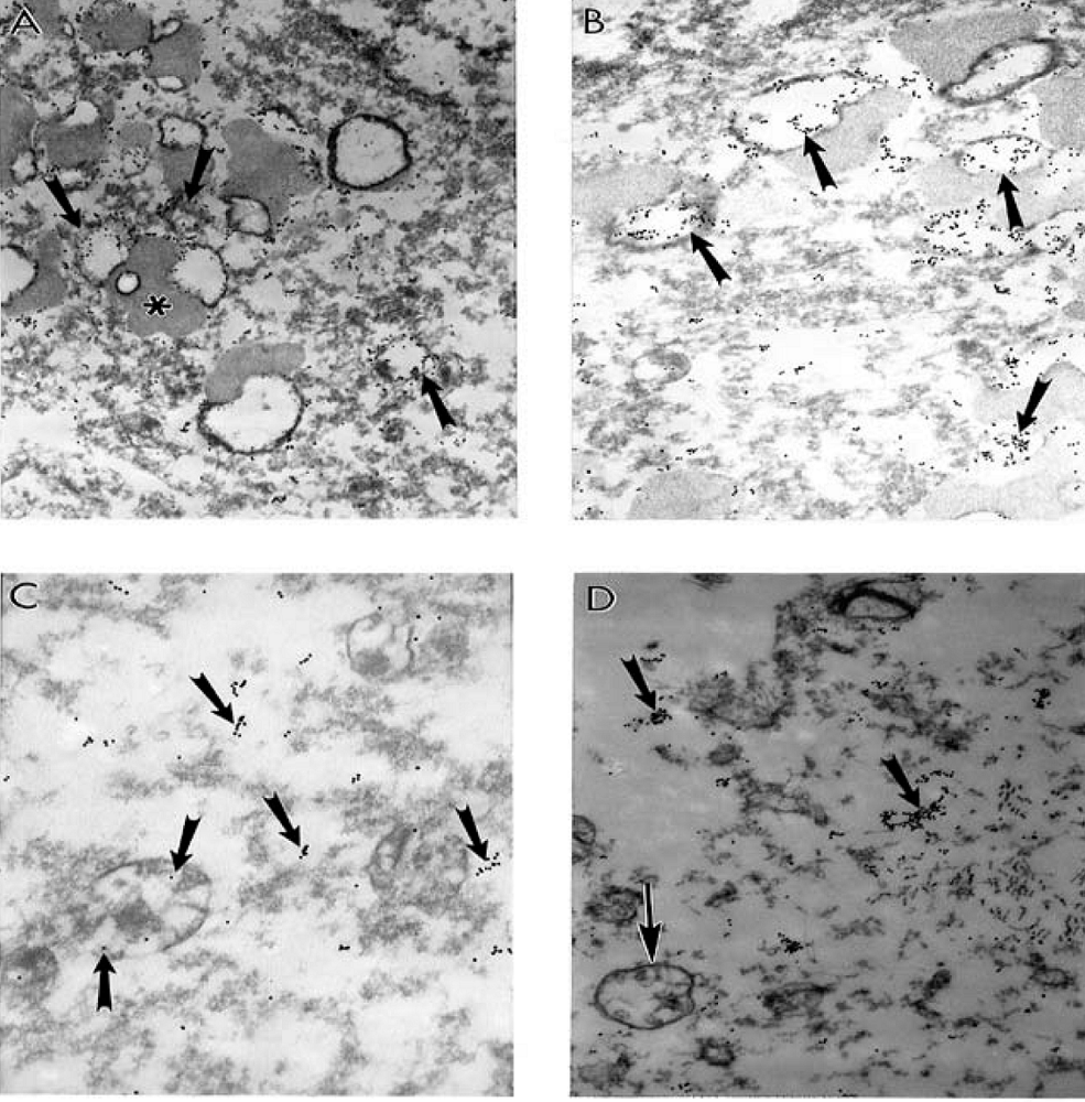Pharmaceuticals 03 00158 g006 1024