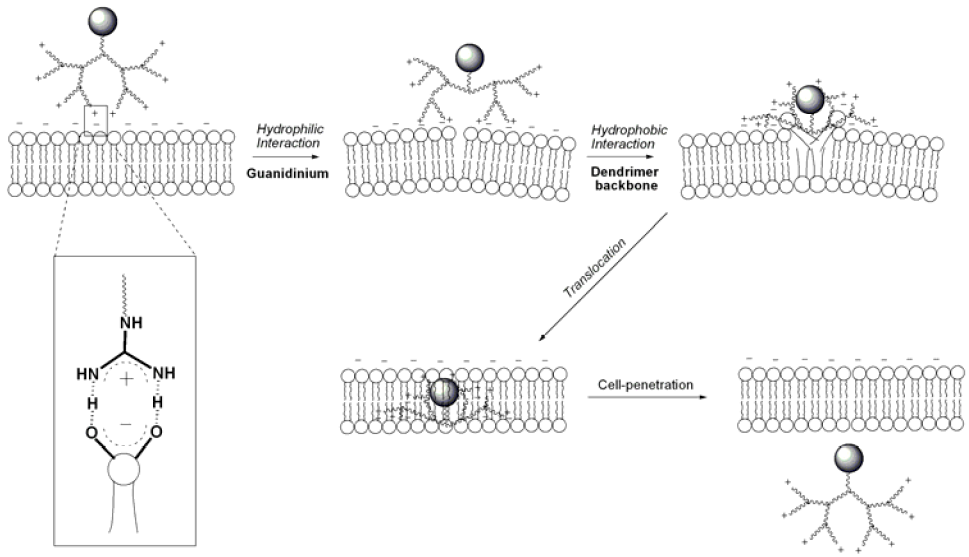 Pharmaceuticals 03 00636 g013 1024