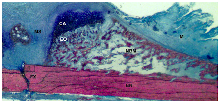 Pharmaceuticals 03 01668 g001