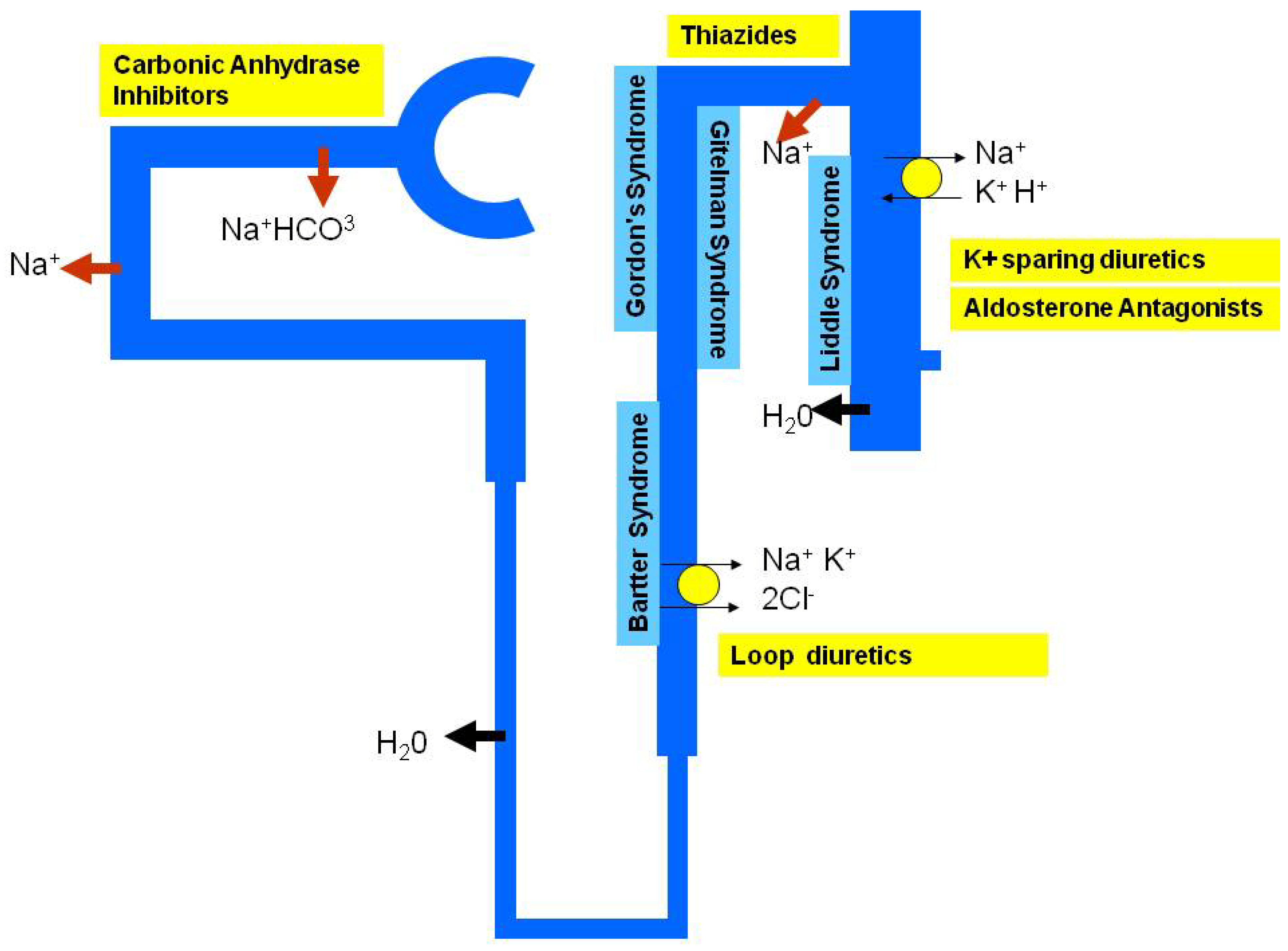 Pharmaceuticals Free Full Text The Pharmacogenomics Of Anti Hypertensive Therapy