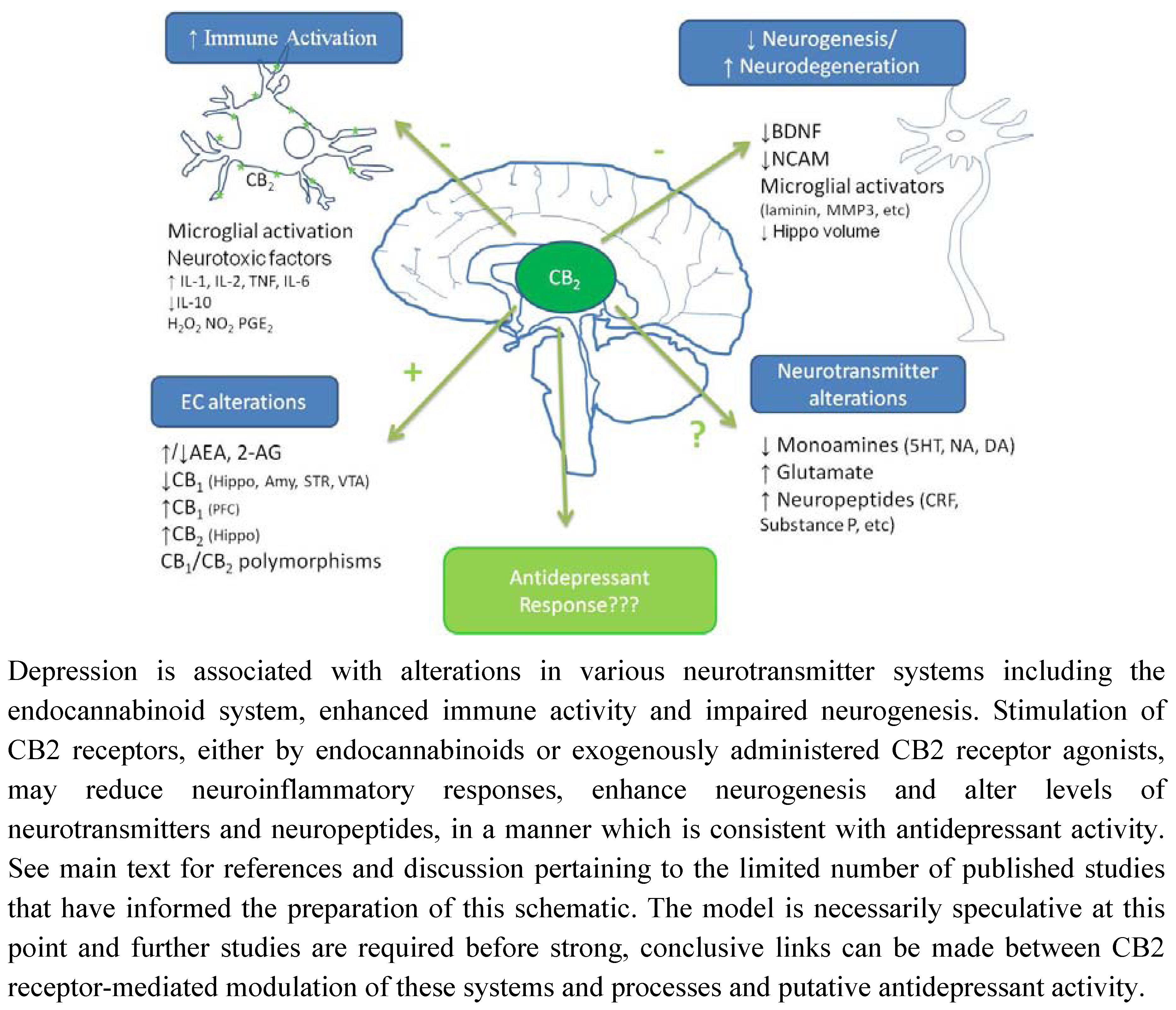 Pharmaceuticals | Free Full-Text | Brain CB2 Receptors 