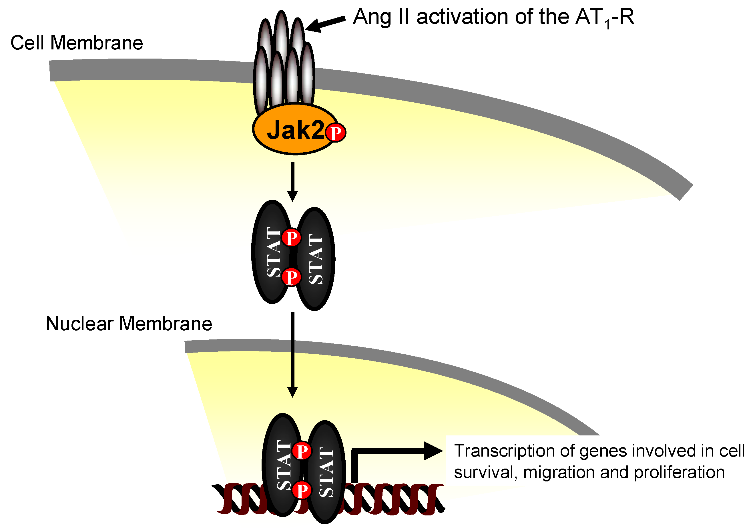 Protein tyrosine kinase 2