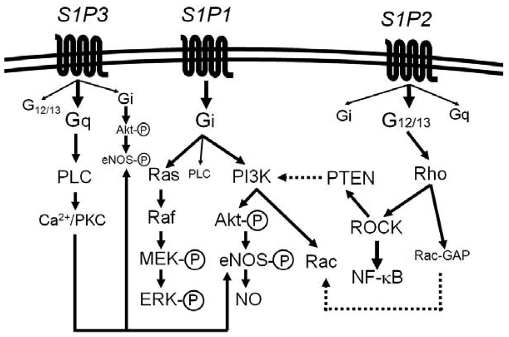 Pharmaceuticals 04 00117f1 1024