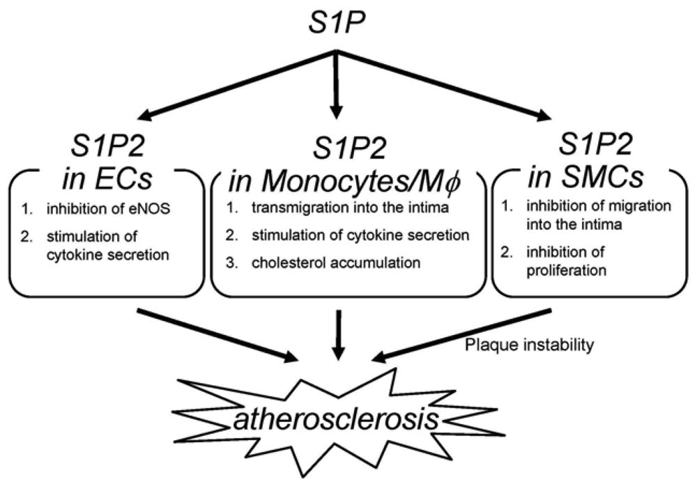 Pharmaceuticals 04 00117f2 1024