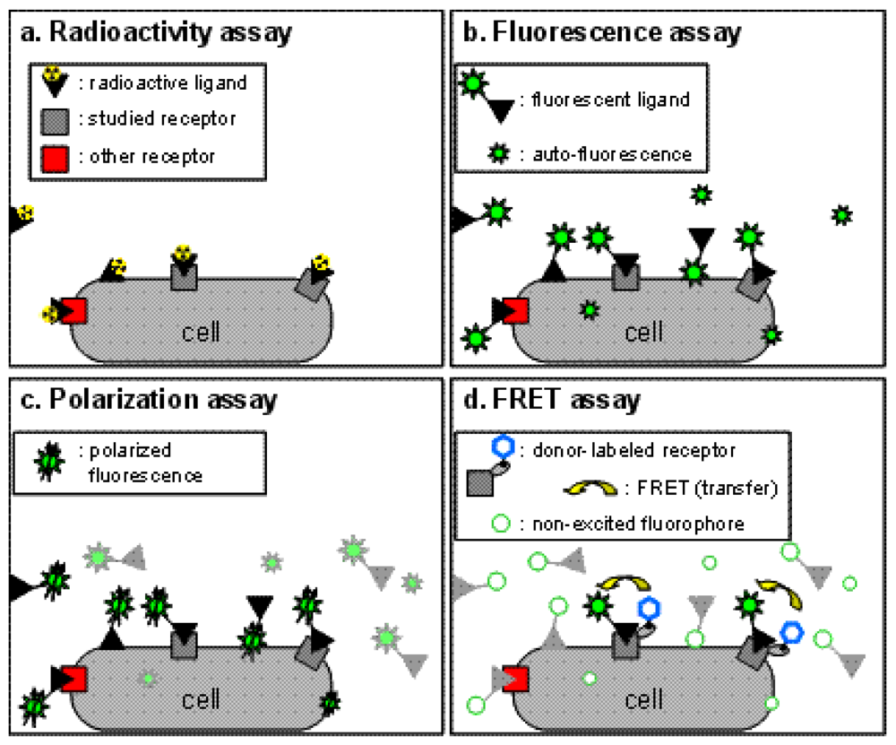 Pharmaceuticals Free FullText Original Fluorescent LigandBased