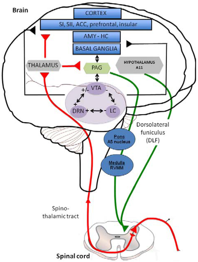 Pharmaceuticals 04 00285f1 1024