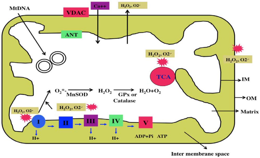 Pharmaceuticals 04 00429f2 1024
