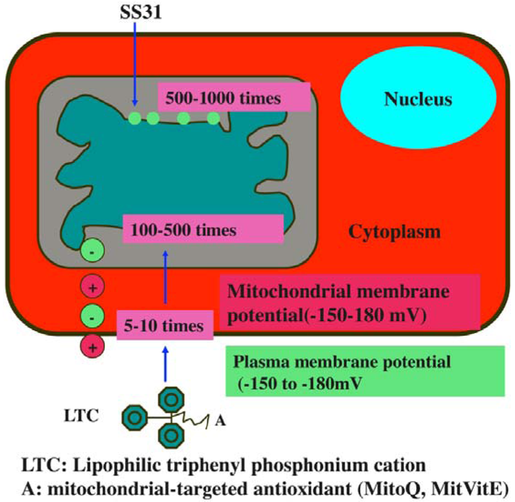 Pharmaceuticals 04 00429f5 1024