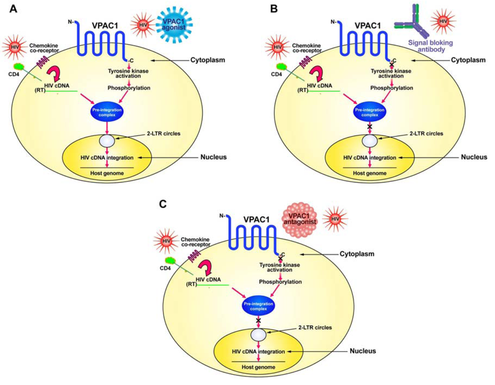 Pharmaceuticals 04 00485f1 1024