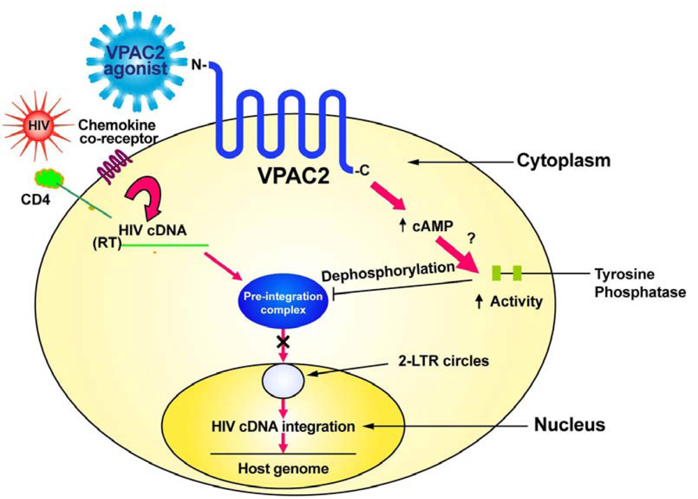 Pharmaceuticals 04 00485f2 1024