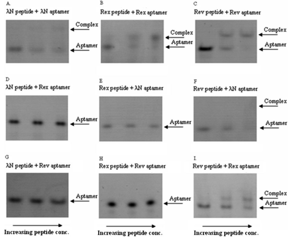 Pharmaceuticals 04 00494f2 1024