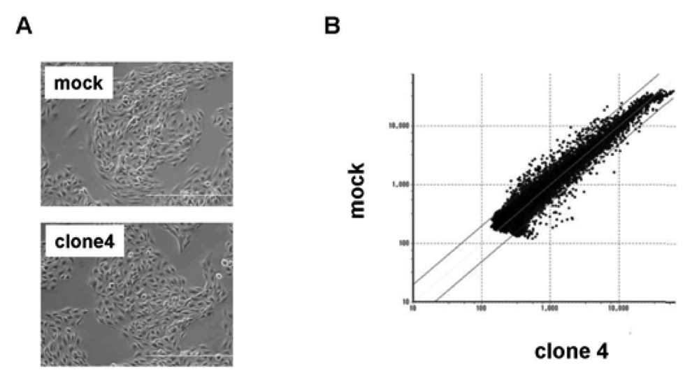 Pharmaceuticals 04 00782f2 1024