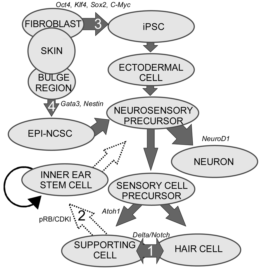 Pharmaceuticals 04 00848f1 1024