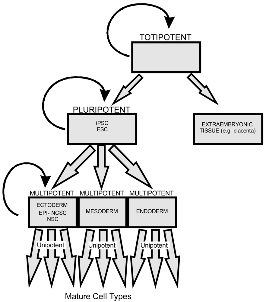 Pharmaceuticals 04 00848f2 1024