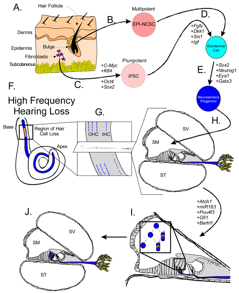 Pharmaceuticals 04 00848f3 1024