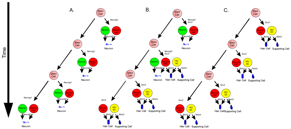 Pharmaceuticals 04 00848f4 1024