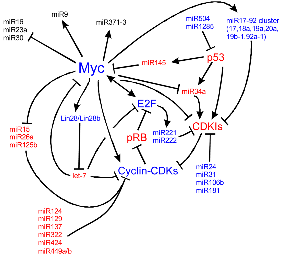 Pharmaceuticals 04 00848f7 1024