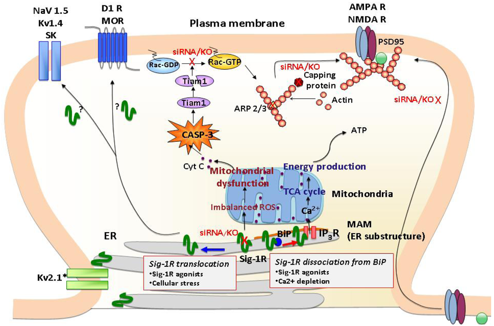 Stress-Induced Morphological, Cellular and Molecular Changes