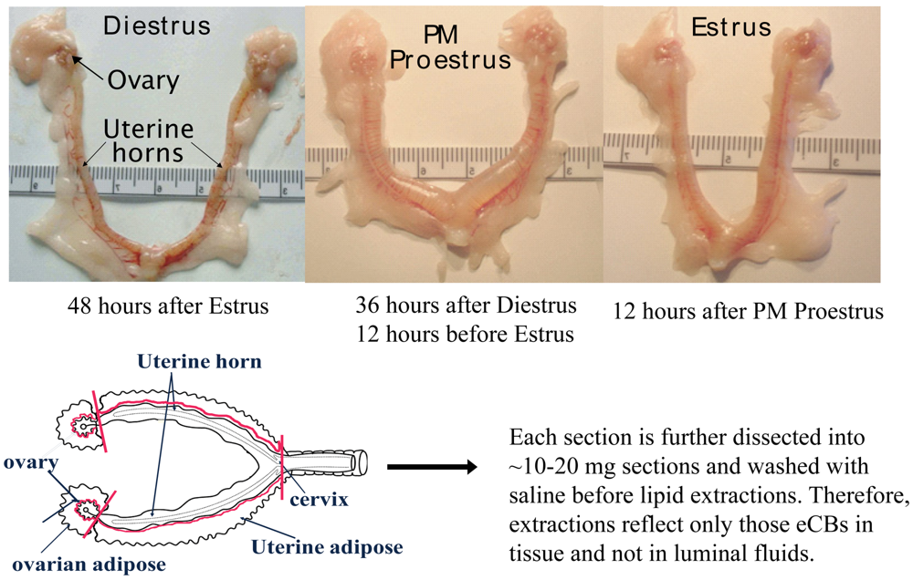 Pharmaceuticals 04 00933f1 1024