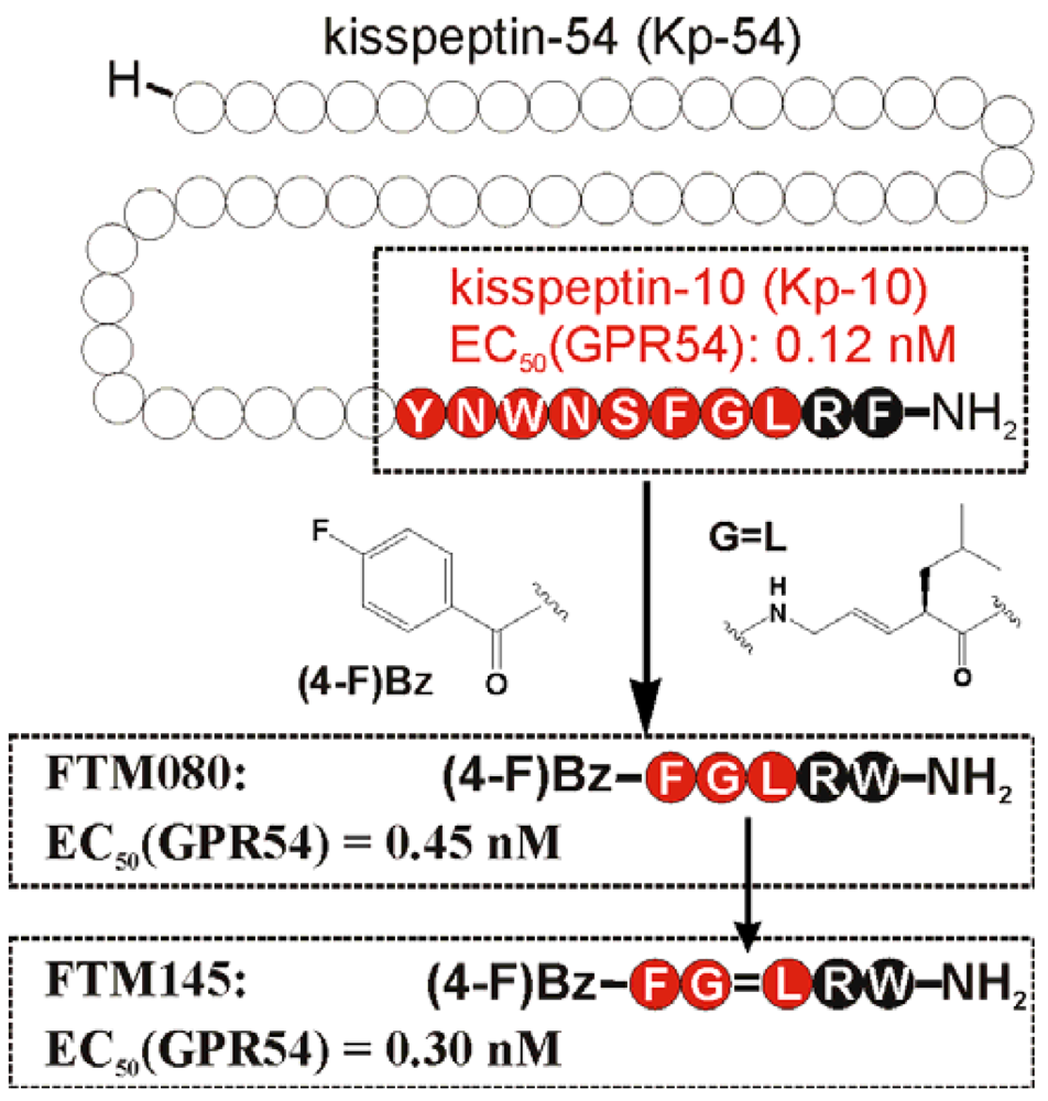 RFamide Peptides: Structure, Function, Mechanisms and