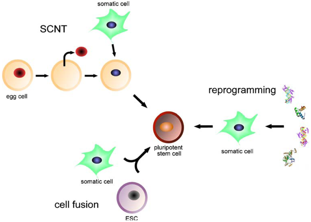 Pharmaceuticals 04 01355f1 1024