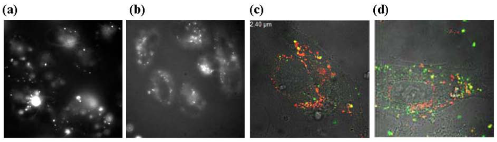 Pharmaceuticals 04 01381f7 1024