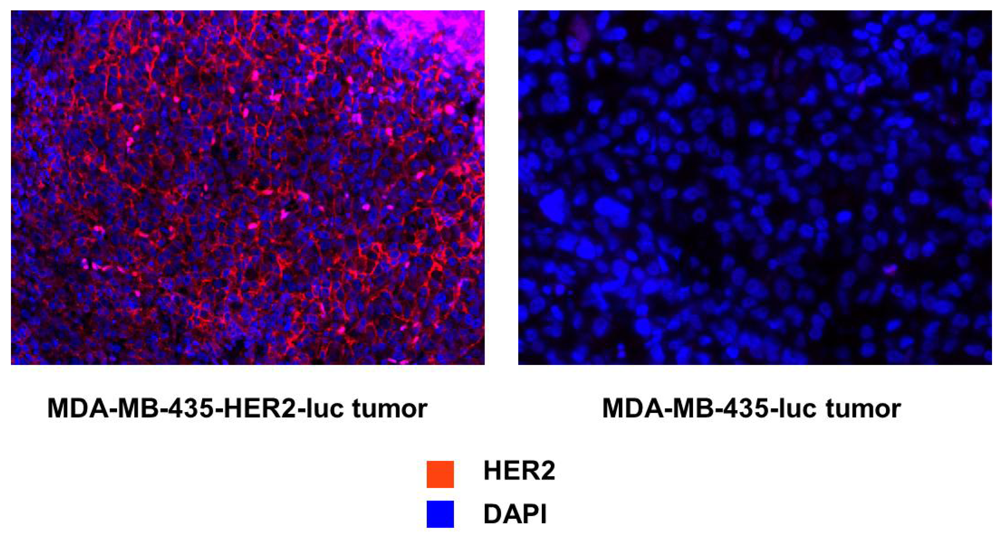 Pharmaceuticals 05 00079 g006 1024