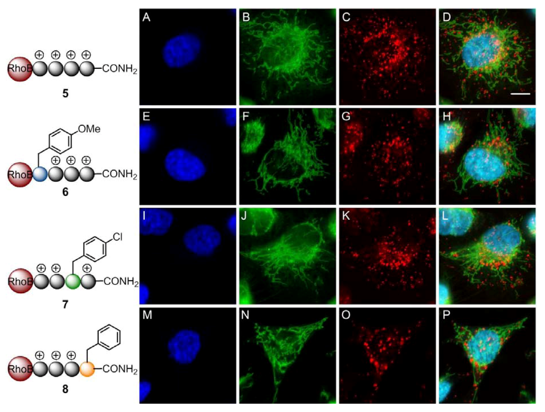 Pharmaceuticals 05 01265 g005