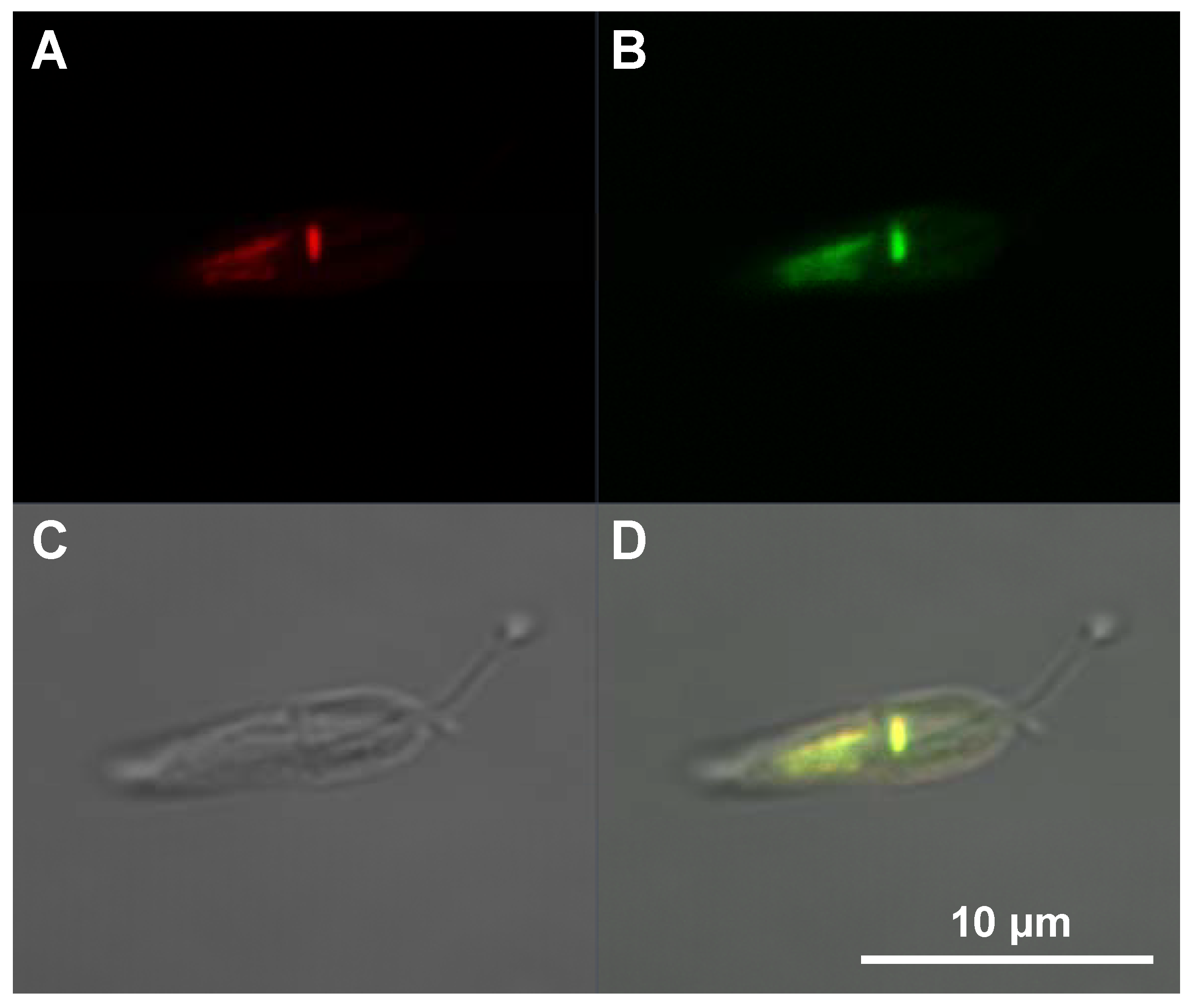 Pharmaceuticals 06 00184 g006