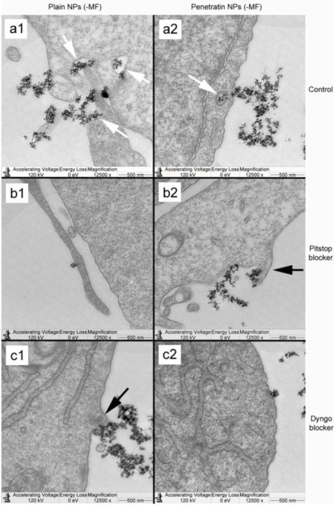 Pharmaceuticals 06 00204 g009 1024
