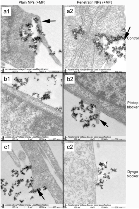 Pharmaceuticals 06 00204 g010 1024