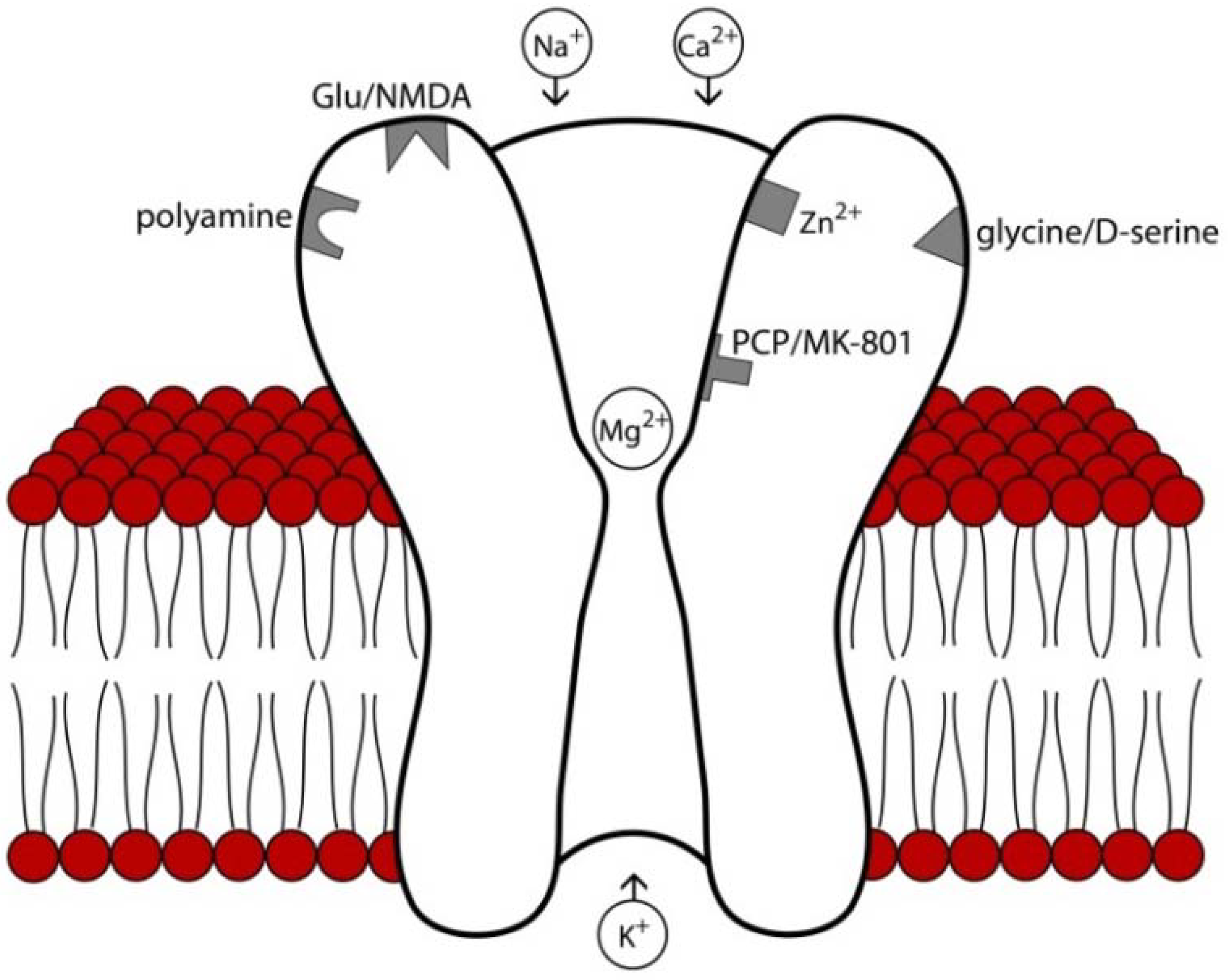 nmda receptor