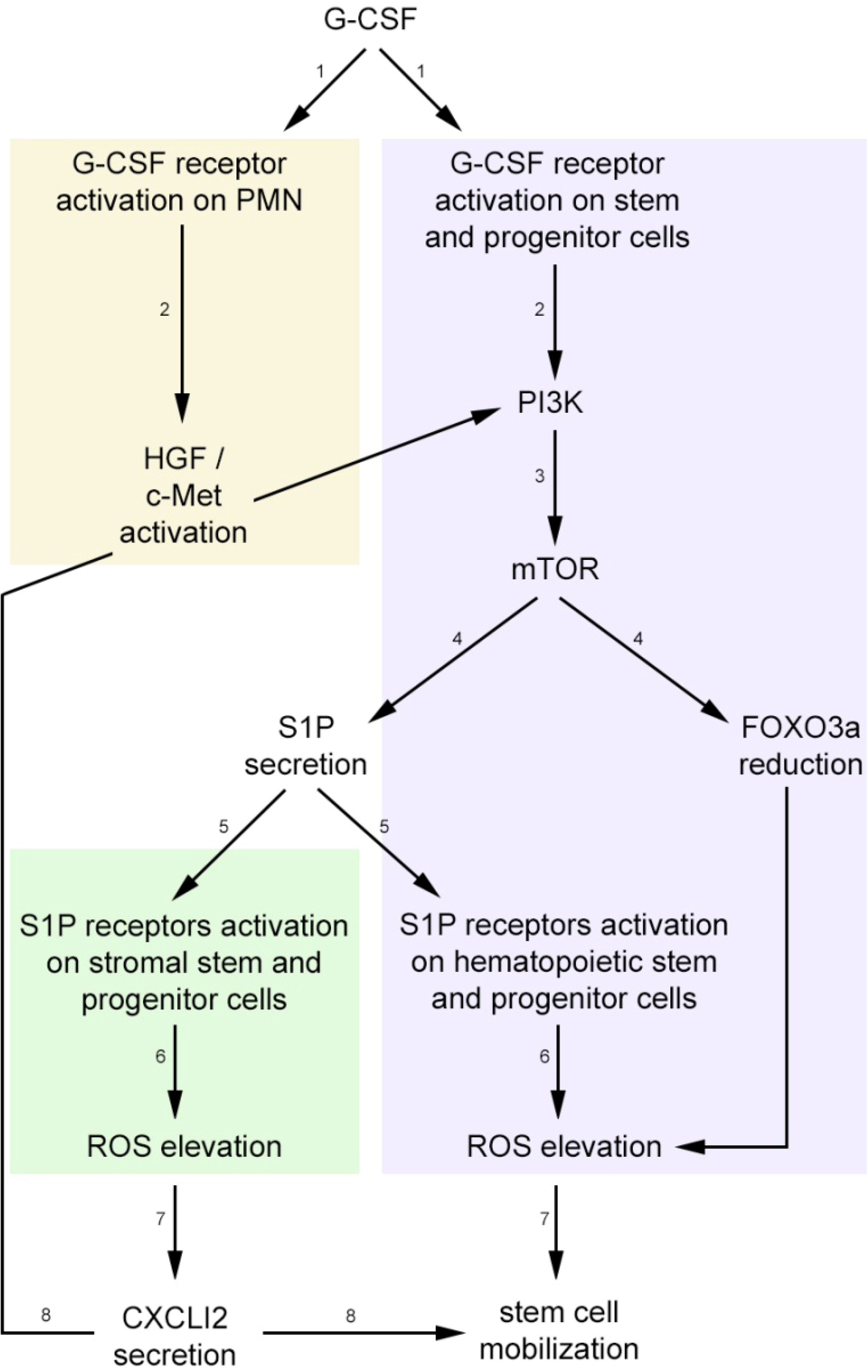 Hematopoietic Stem Cell Chart