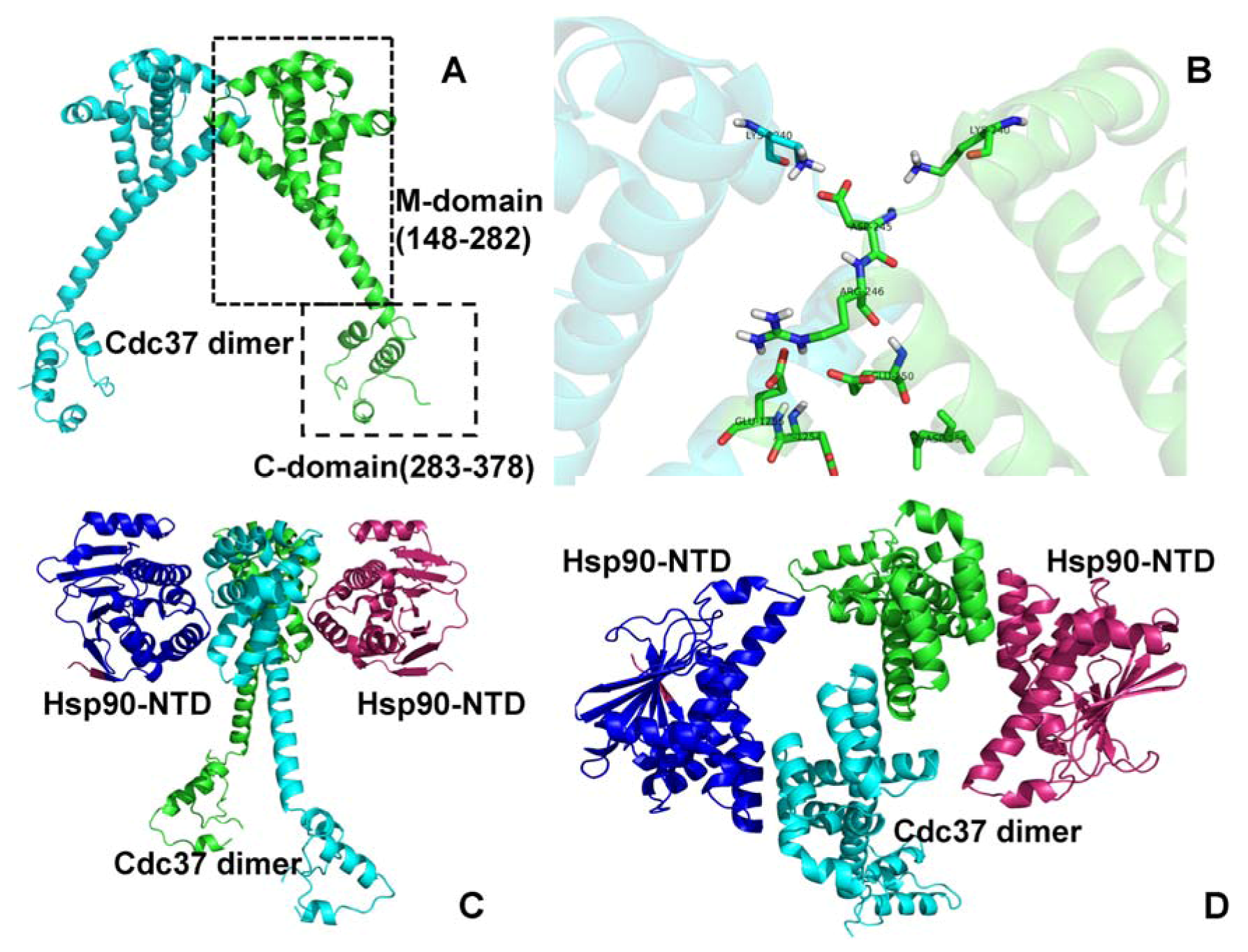 hsp90 a molecular chaperone hsp90 a molecular chaperone