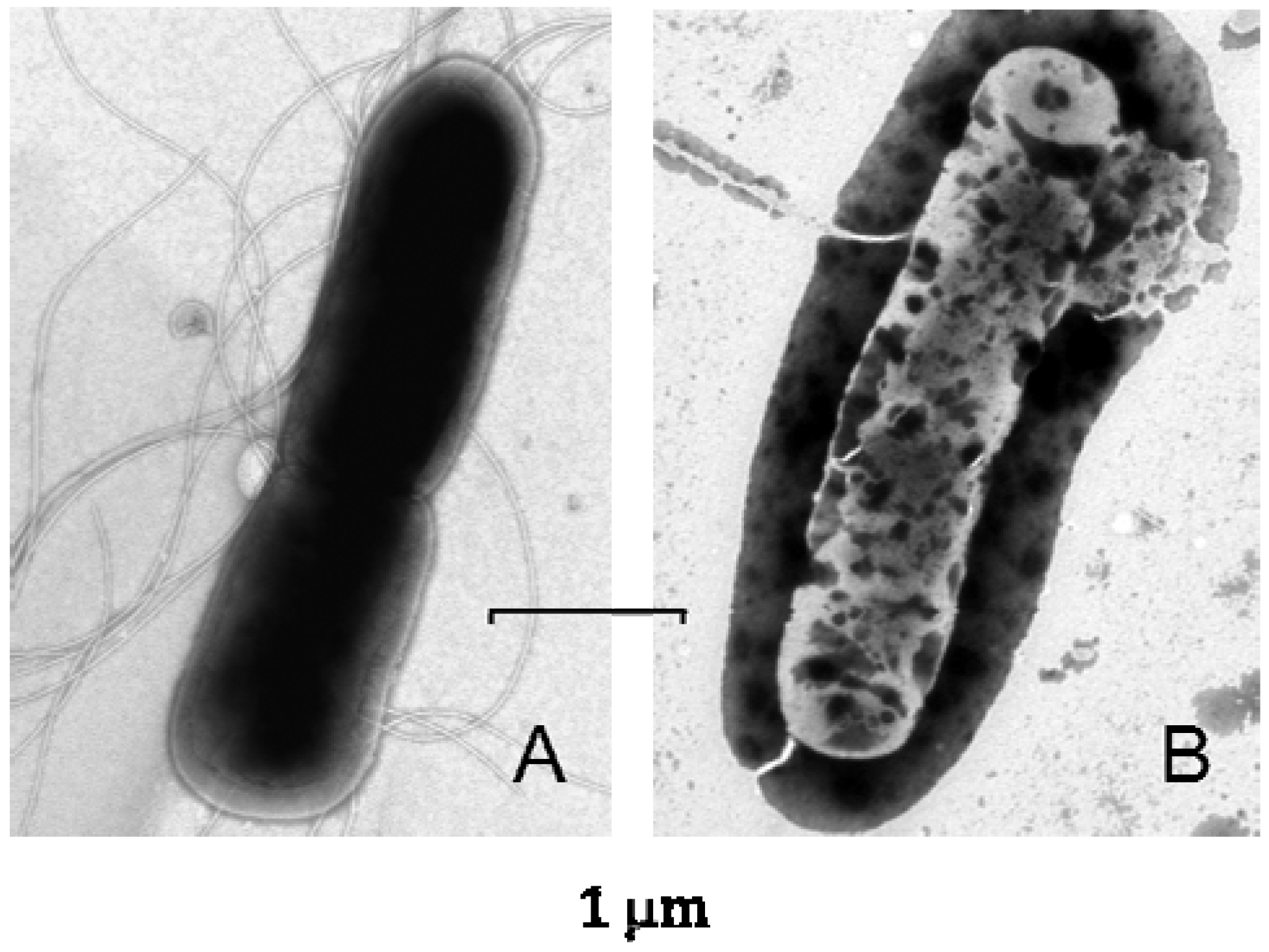 Pharmaceuticals 07 00251 g002