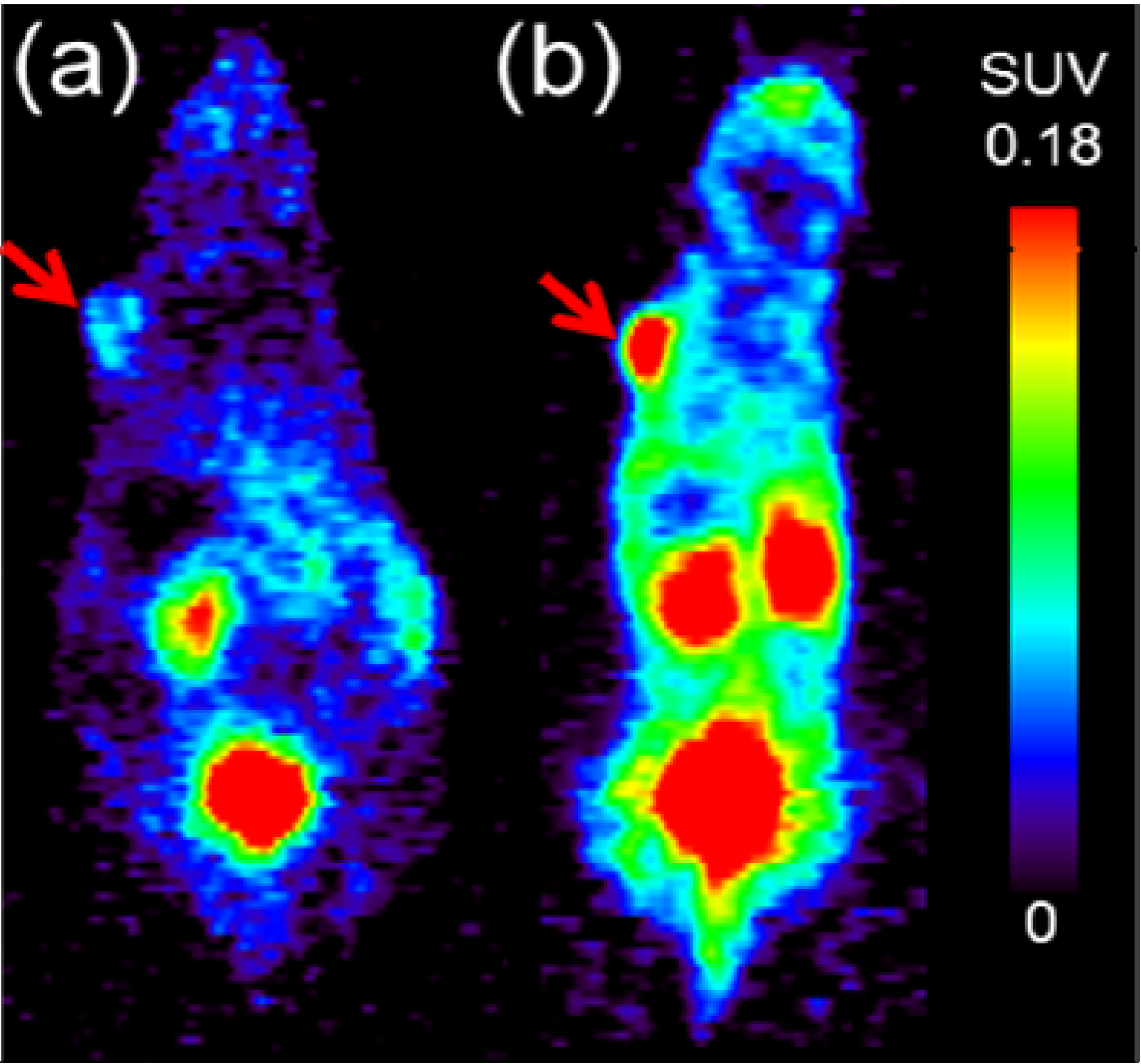 Pharmaceuticals 07 00464 g005 1024
