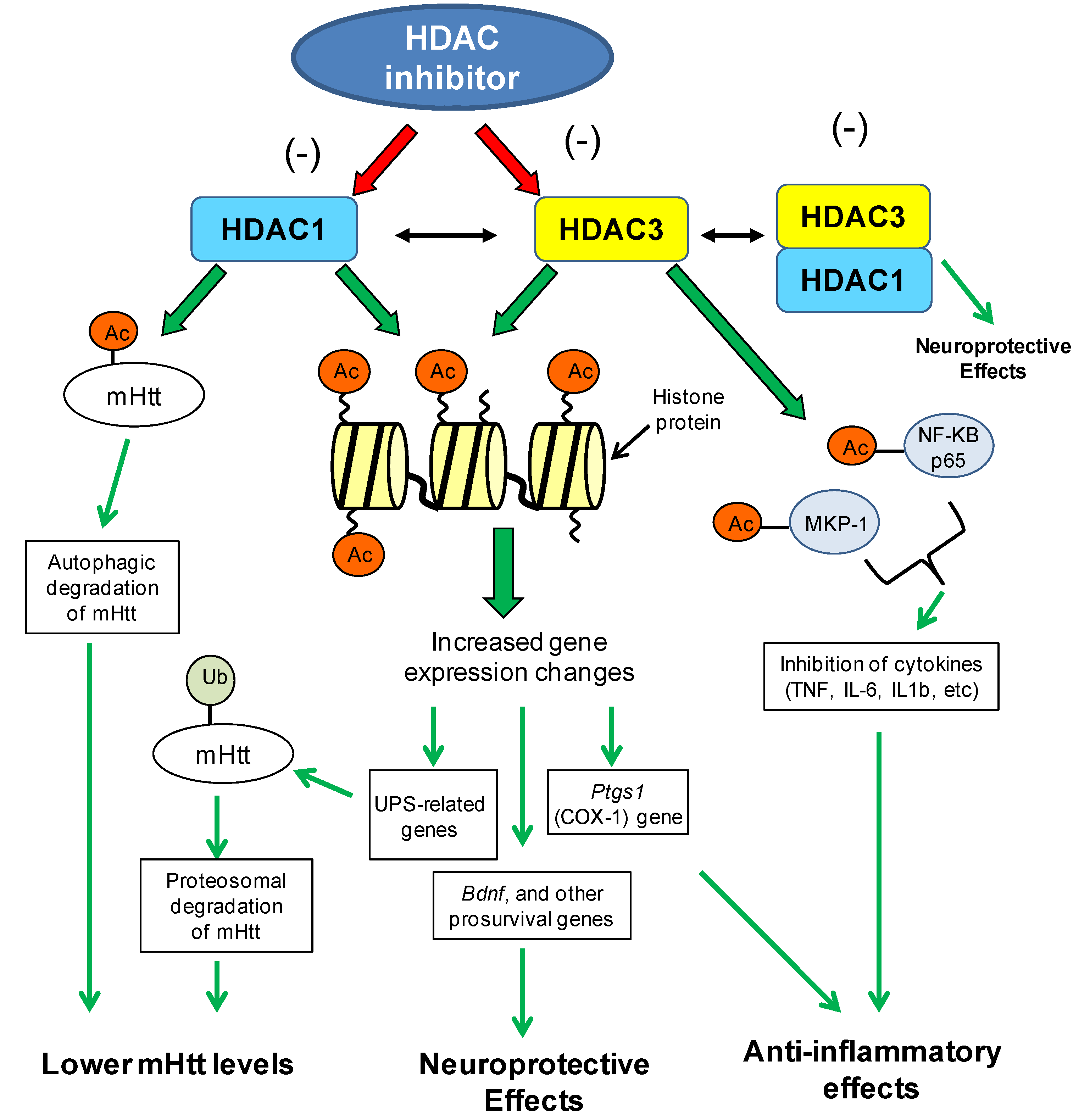 Deacetylase Independent Function Of Hdac3 In Transcription And Metabolism Requires Nuclear Receptor Corepressor Molecular Cell