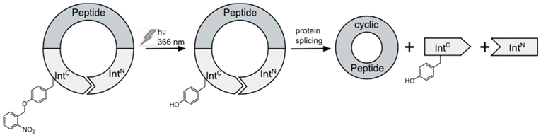 Pharmaceuticals 09 00001 i029
