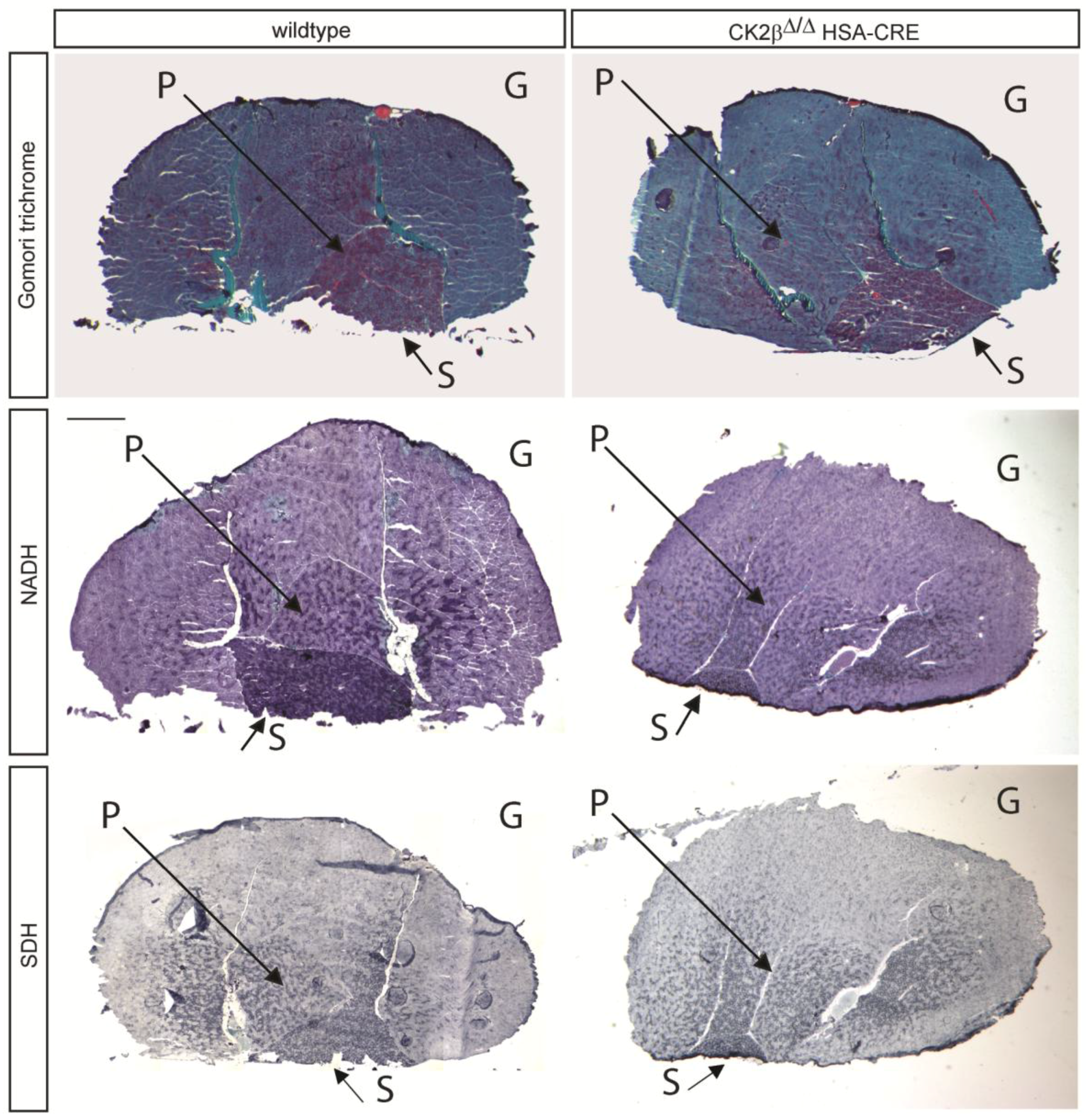 Pharmaceuticals 10 00013 g001 550