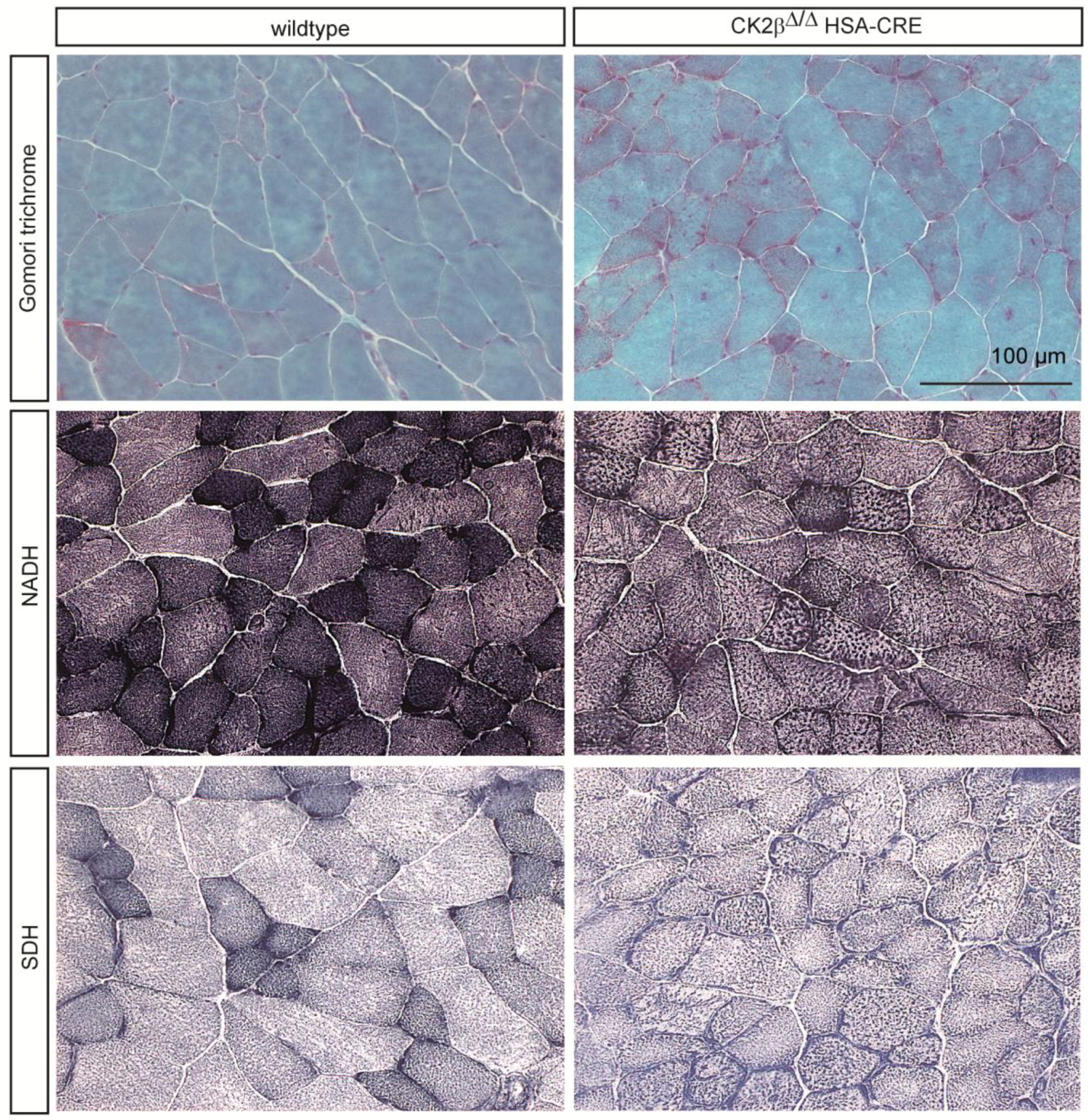 Pharmaceuticals 10 00013 g002 550
