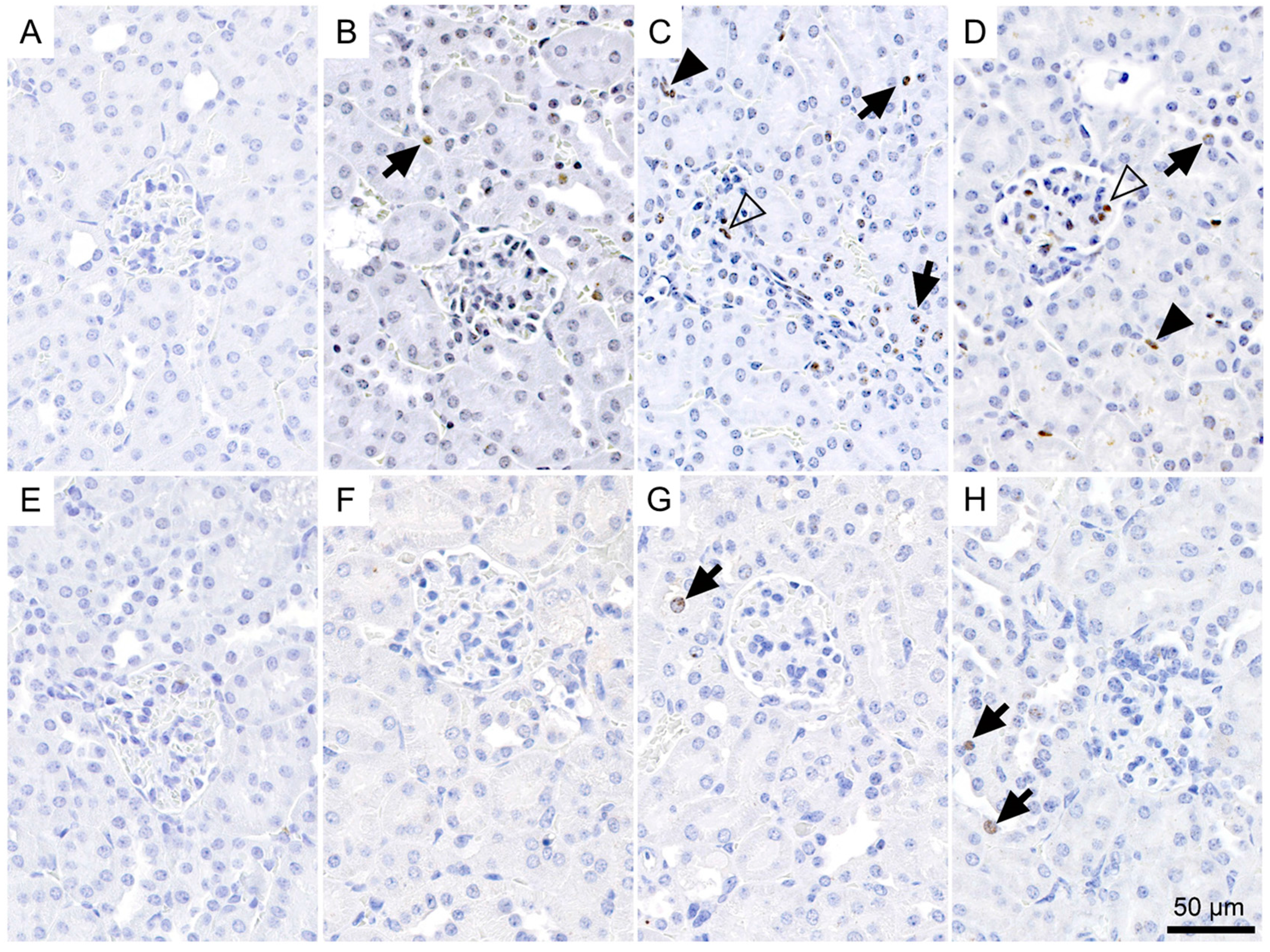 Pharmaceuticals 10 00057 g003 550
