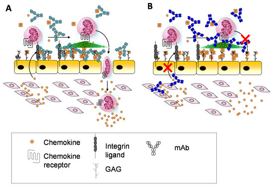 Molecular Basis of Chemokine CXCL5-Glycosaminoglycan Interactions -  ScienceDirect