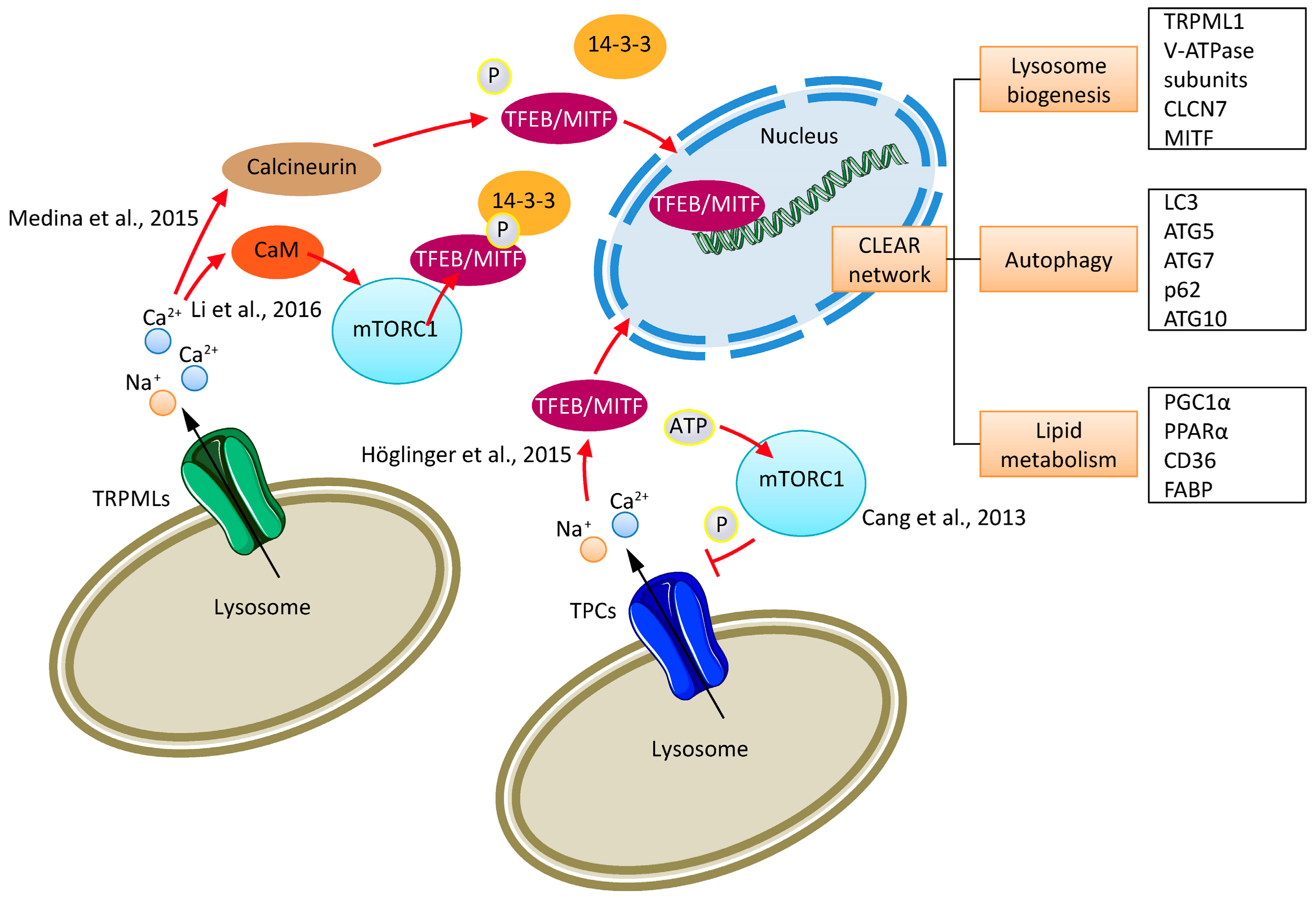 Pharmaceuticals Free Full Text Endolysosomal Cation